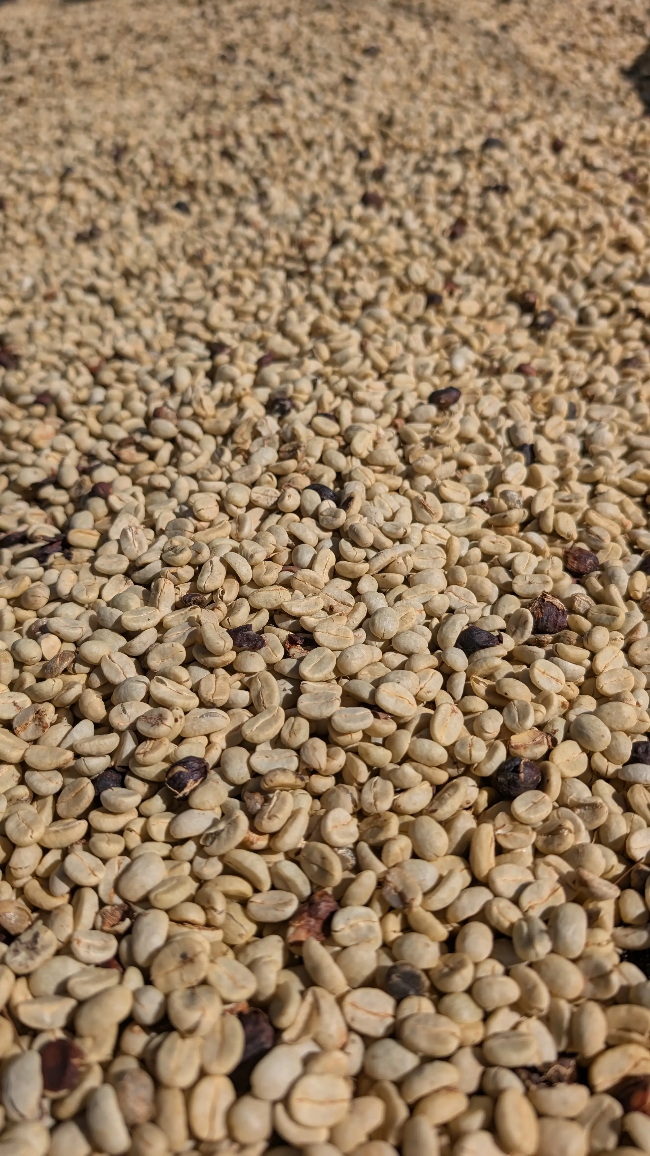 Finca Caporal