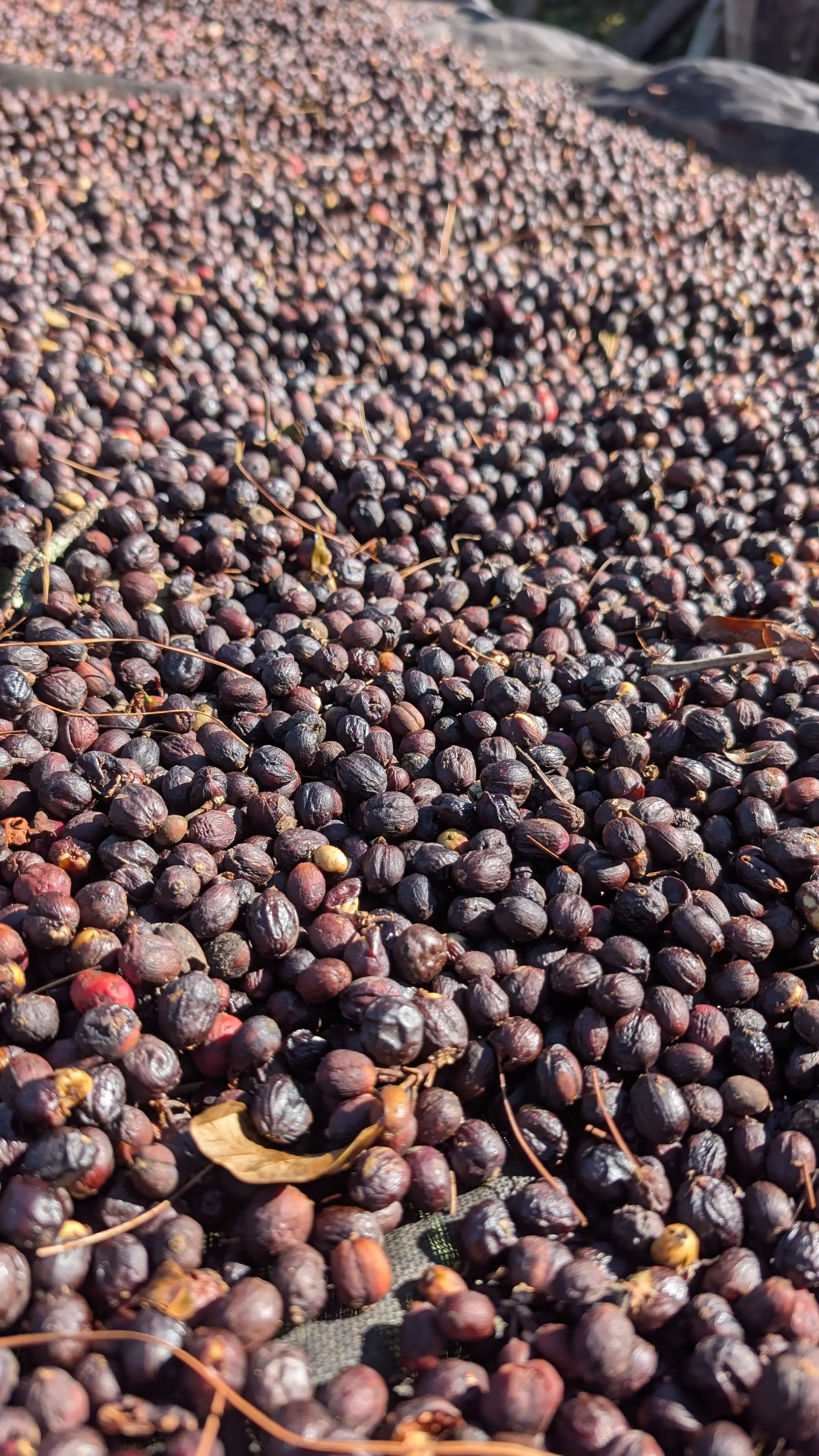Finca Caporal