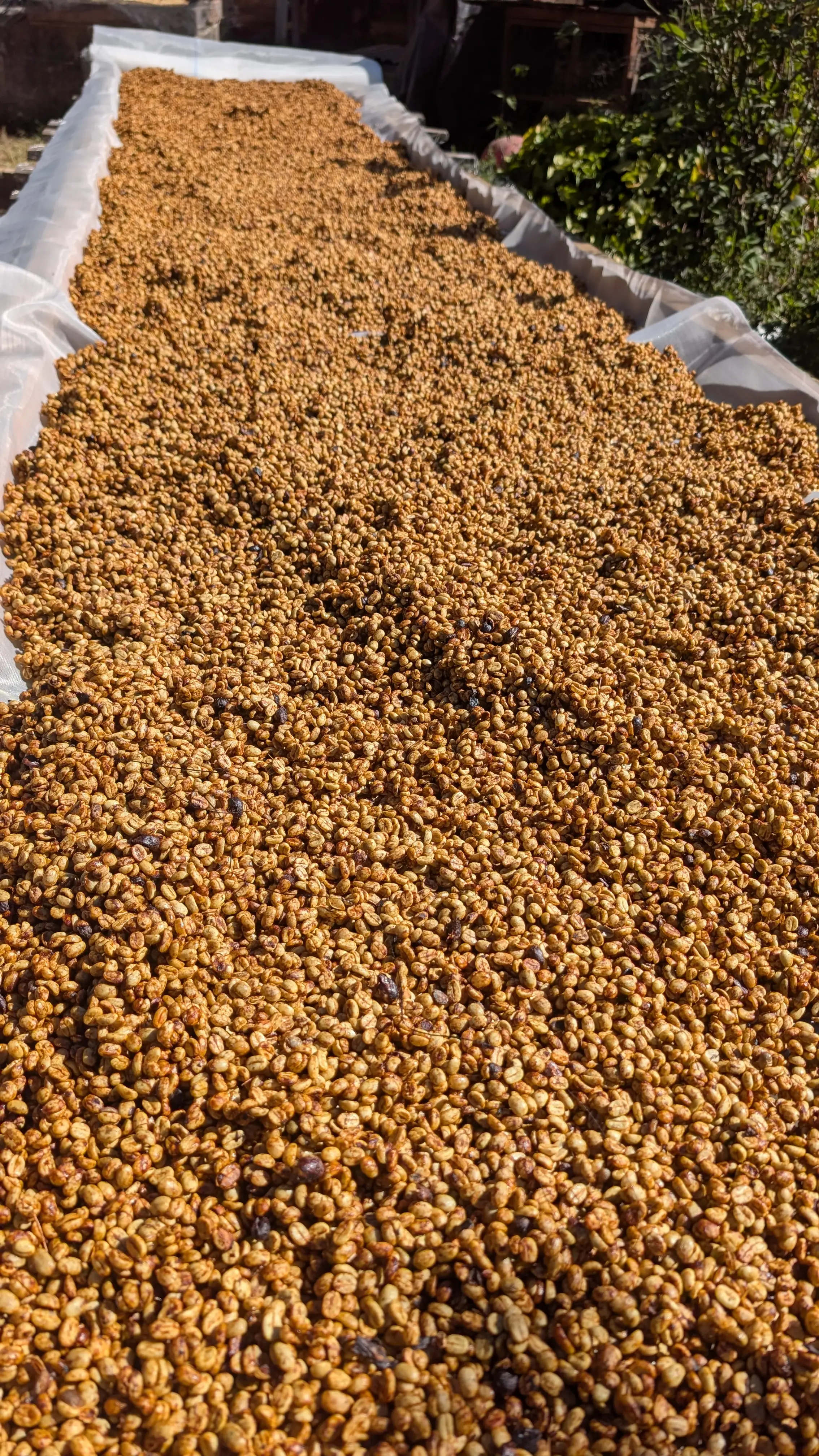 Finca Caporal