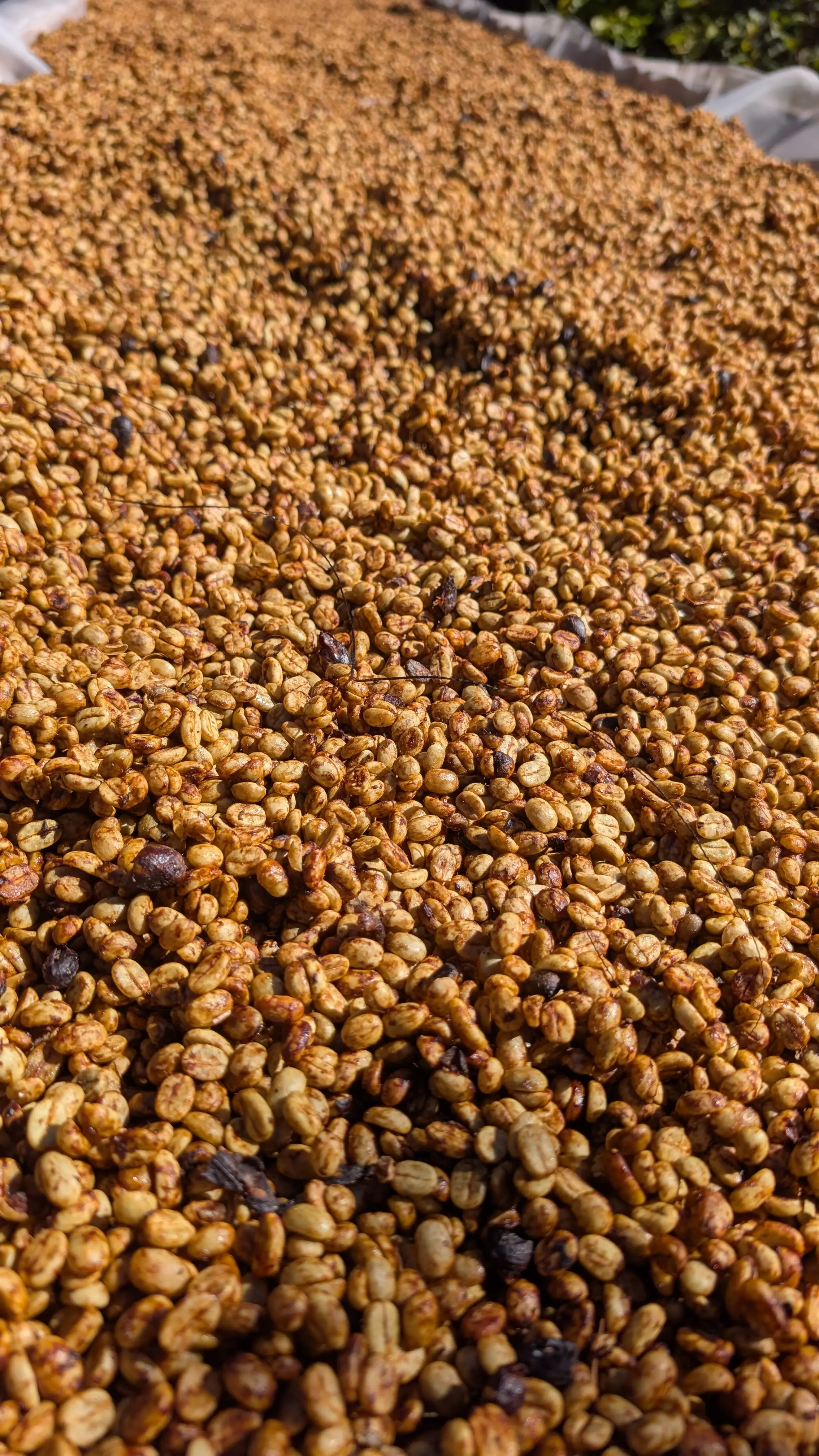 Finca Caporal