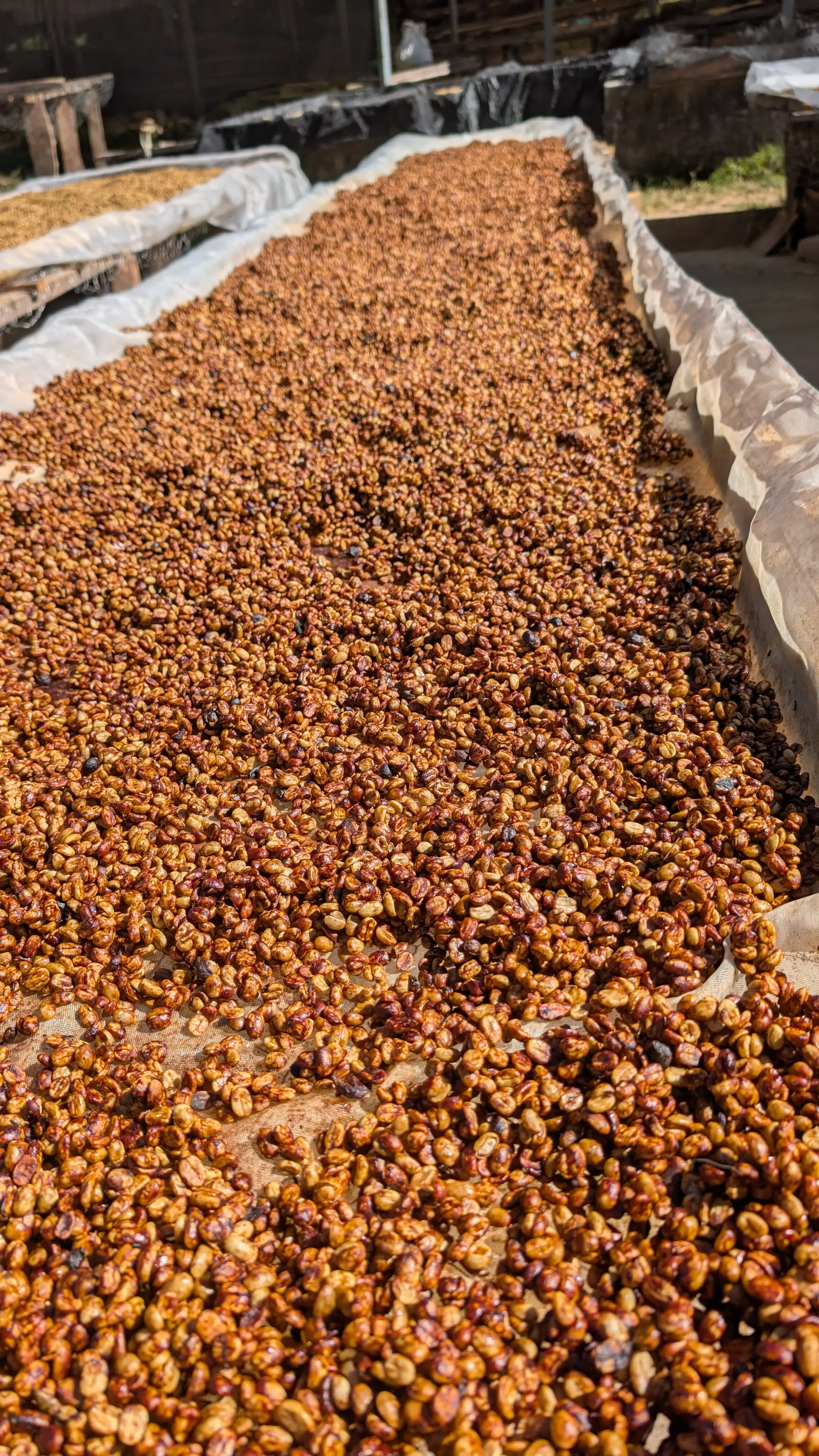 Finca Caporal