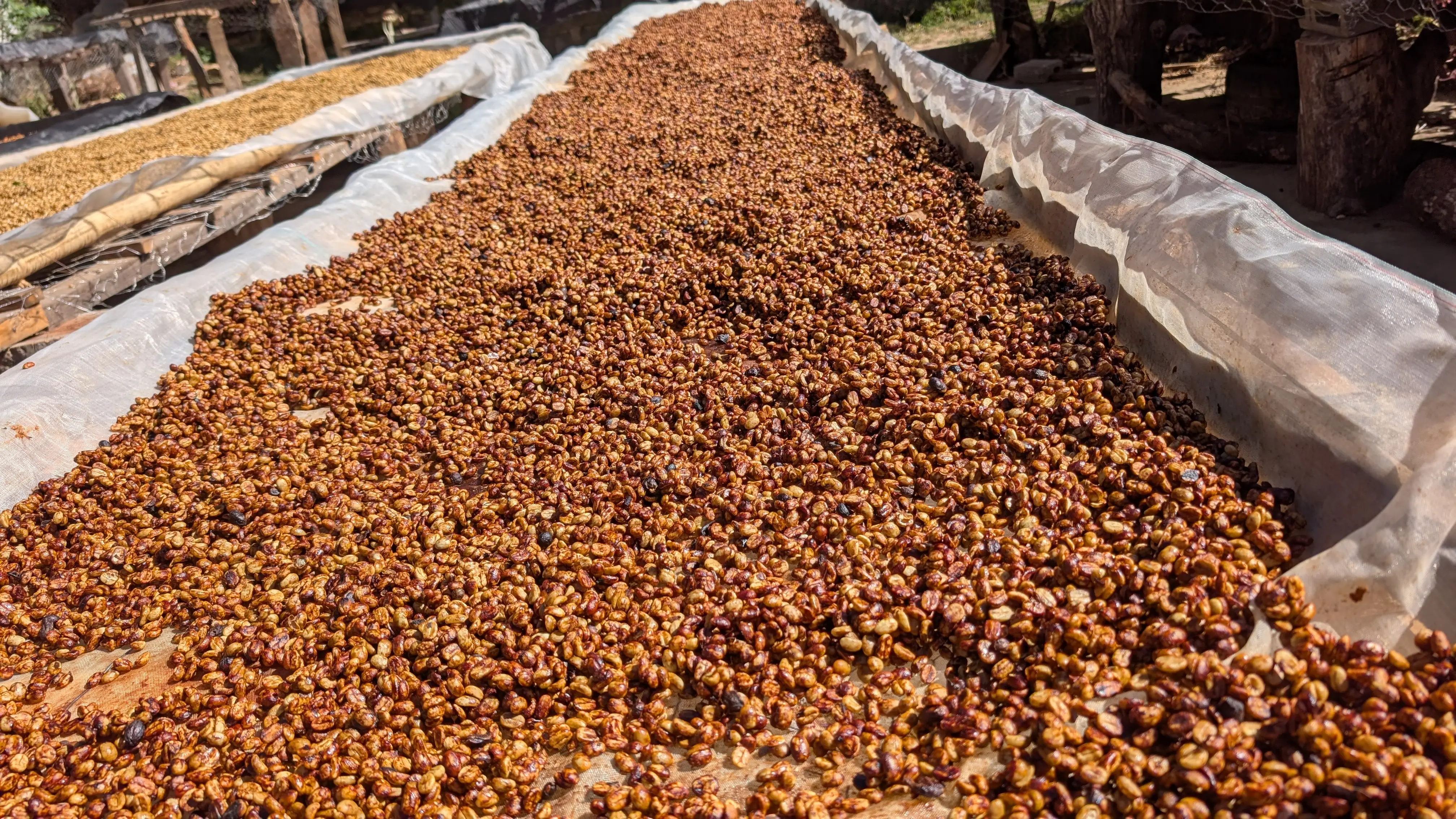 Finca Caporal