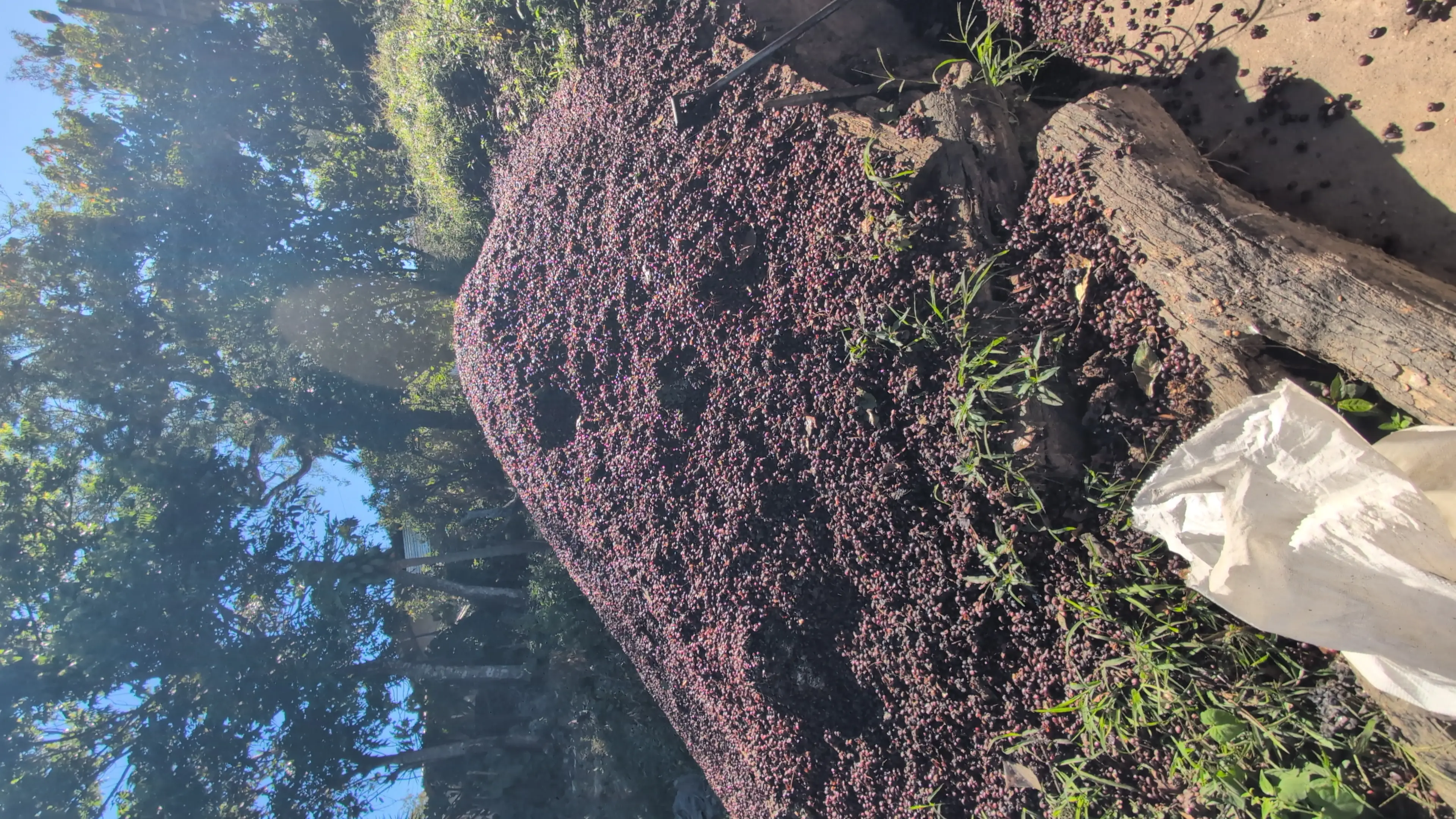 Finca Caporal
