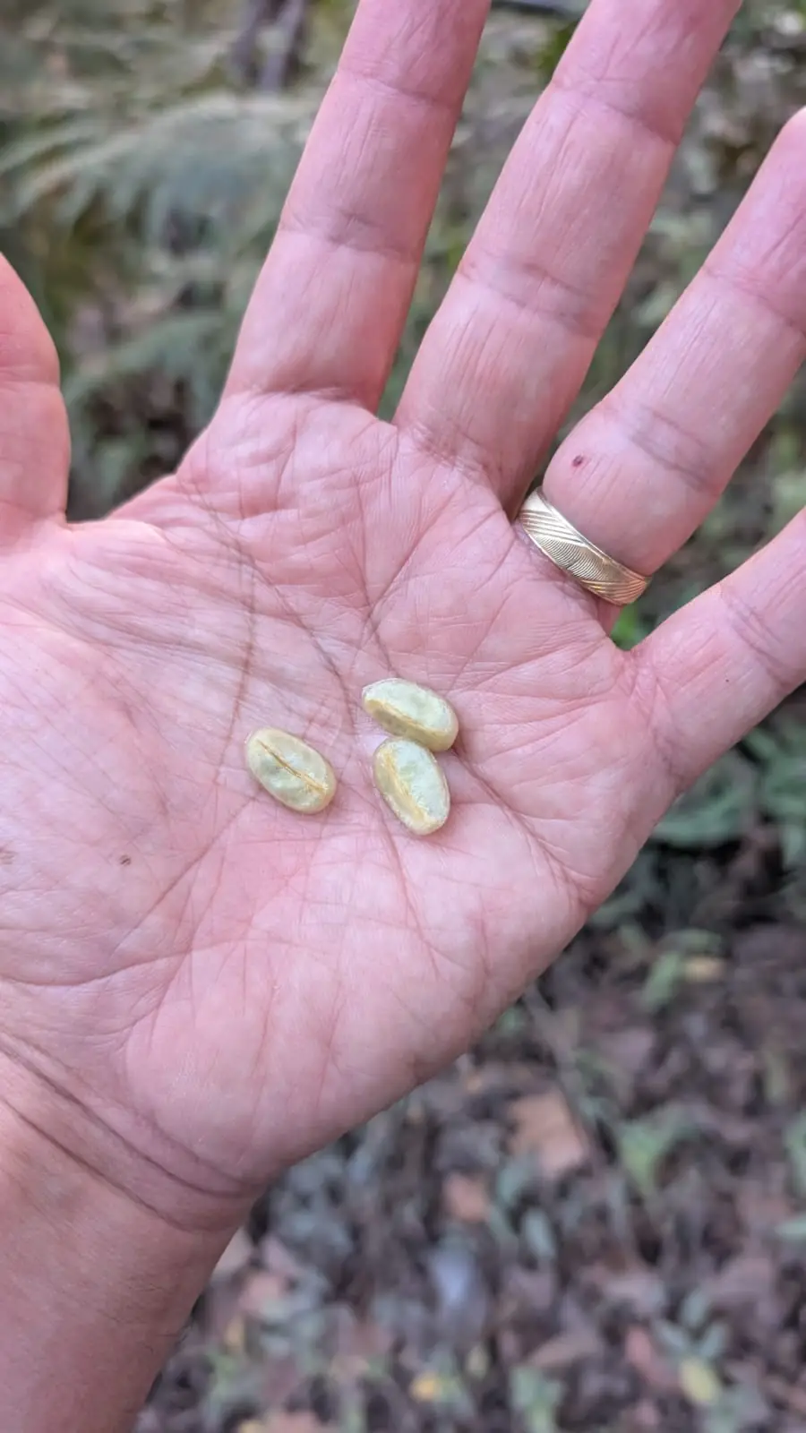 Granos de café