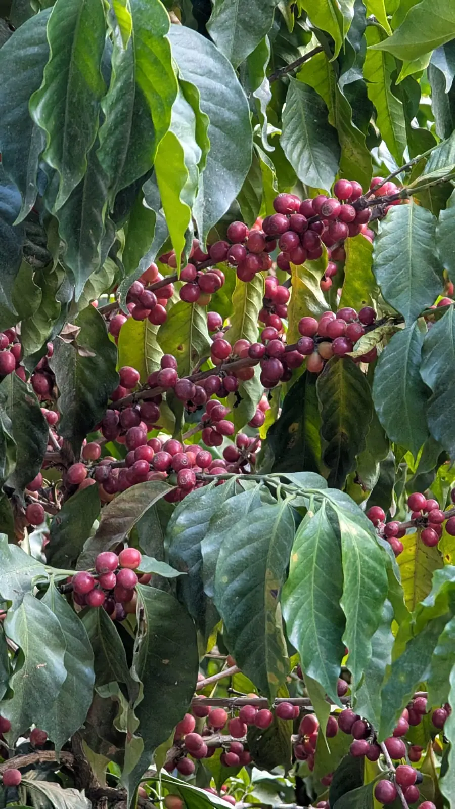 Café Bourbon