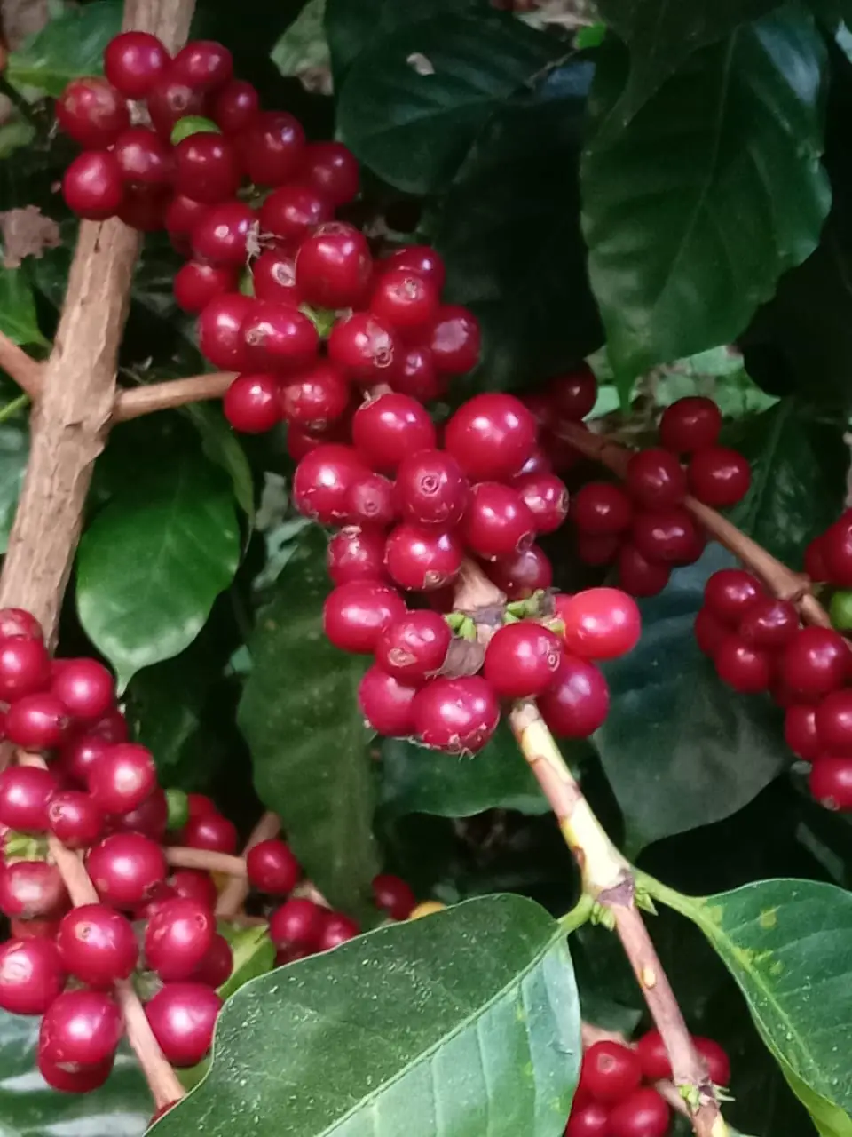 Pacamara