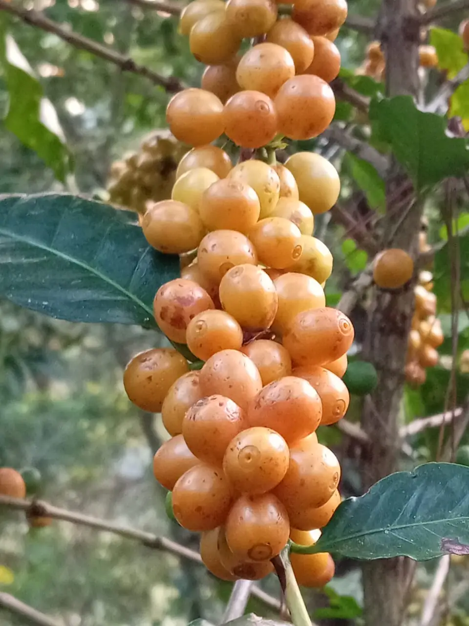 Pacamara Amarillo
